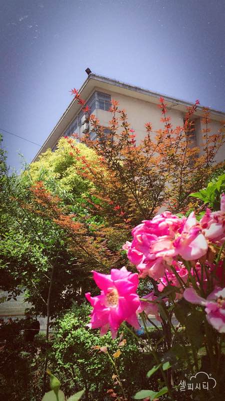 那些花兒.jpg