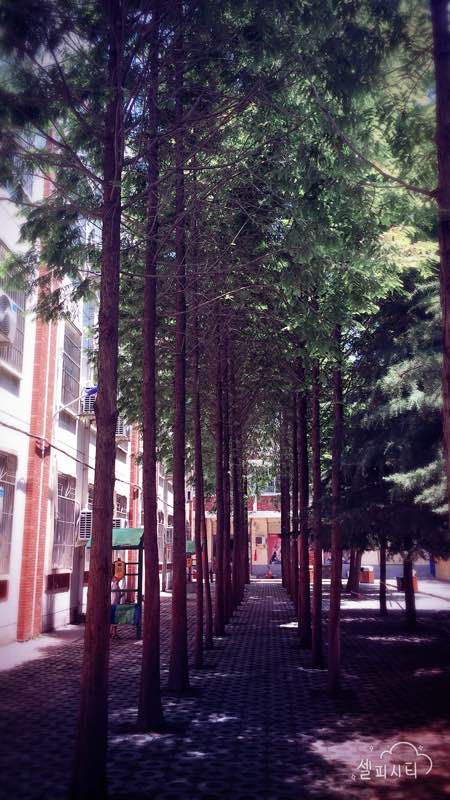 小樹林.jpg